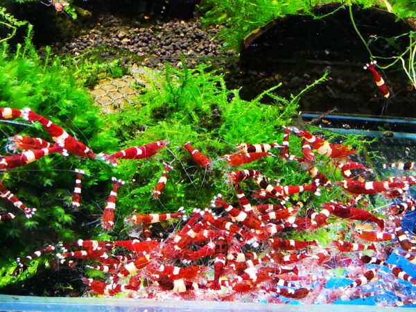 TAIWAN BEE PANDA RUBY RED - 1.0 CM - obrazek 4